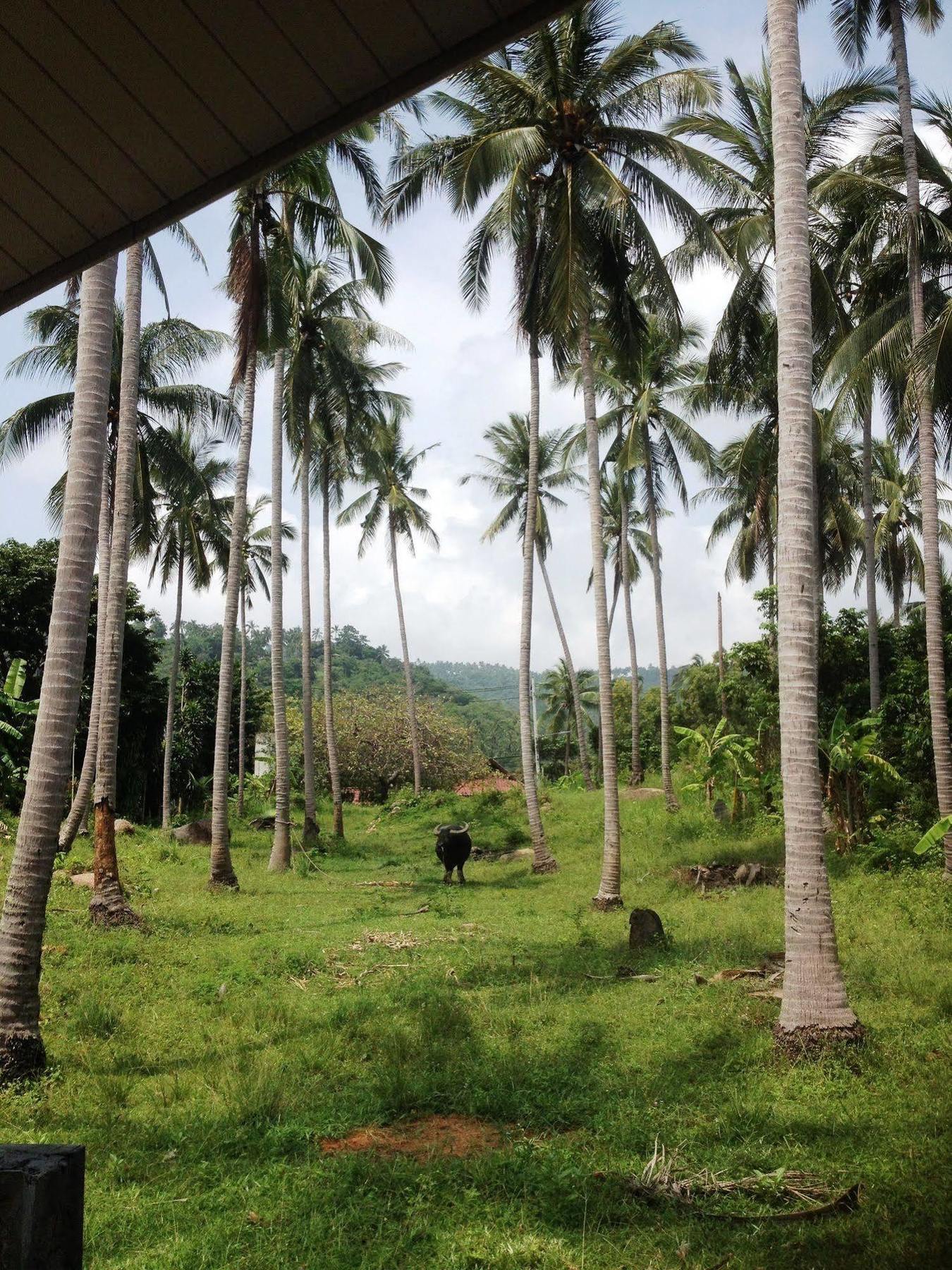 Baan Sawan Samui Resort Csaveng-part Kültér fotó